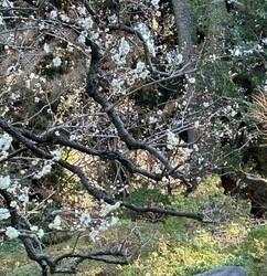 49「春の訪れを待ち望む期間」